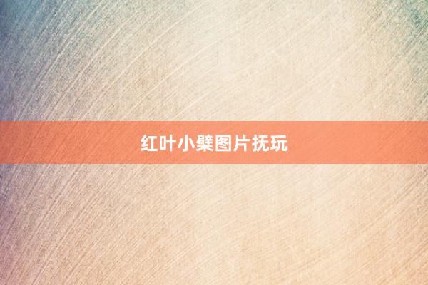 红叶小檗图片抚玩